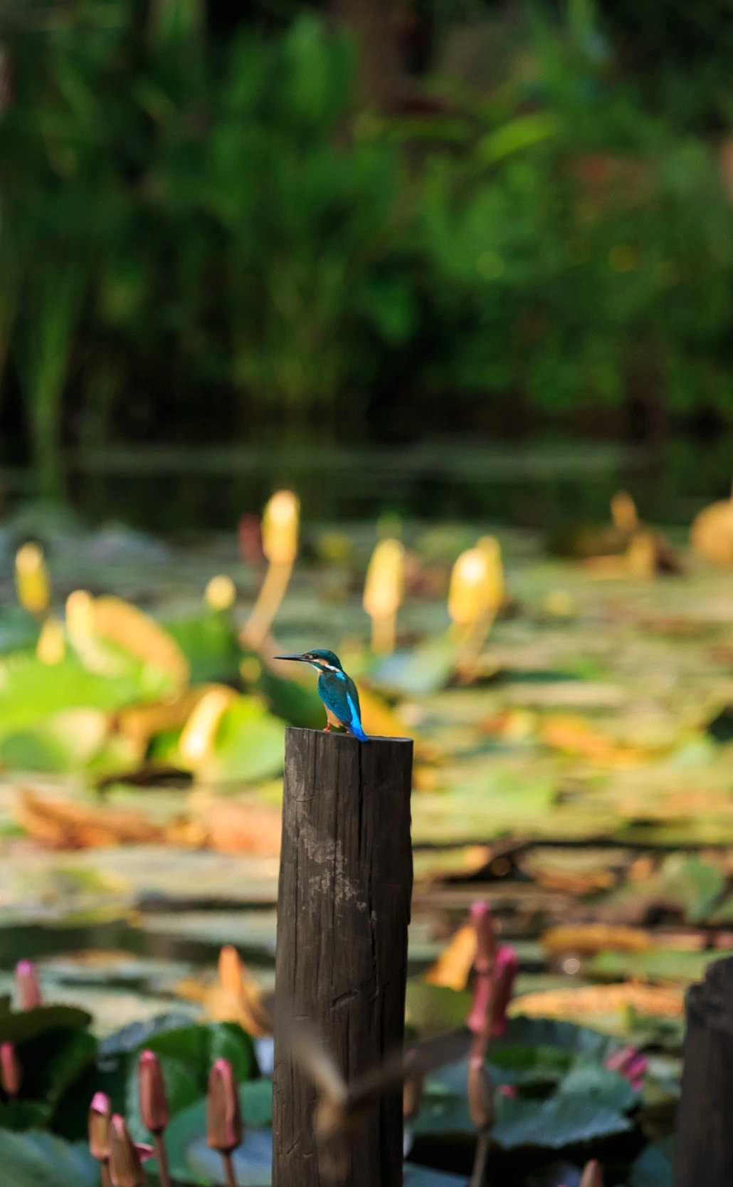 A bird resting on the lily pond