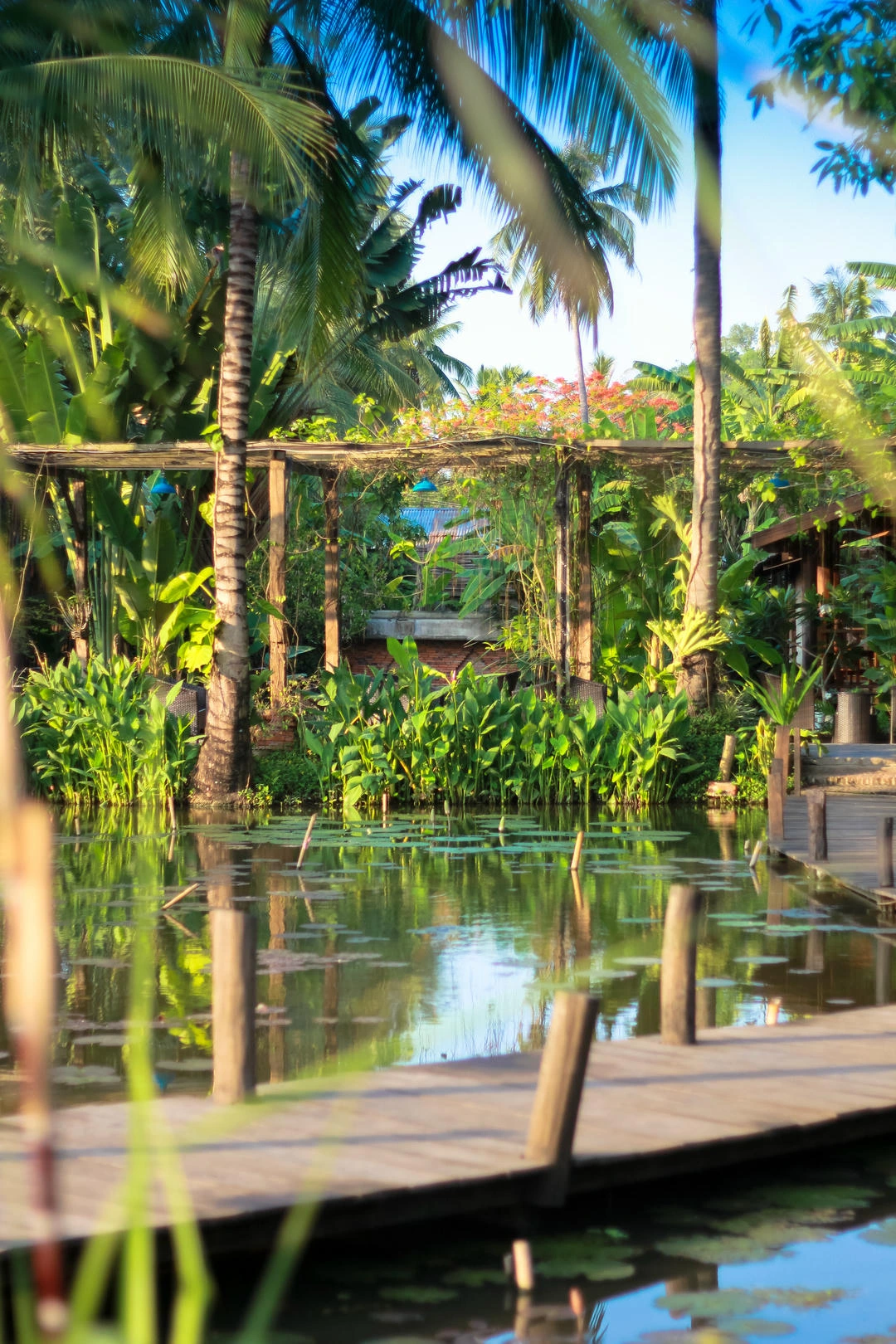 The lily pond in daylight