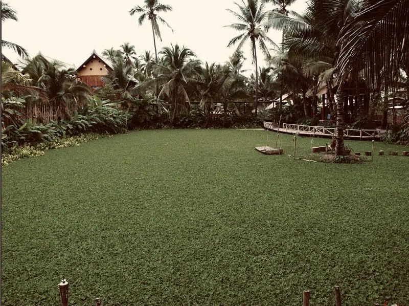 The pond, then
